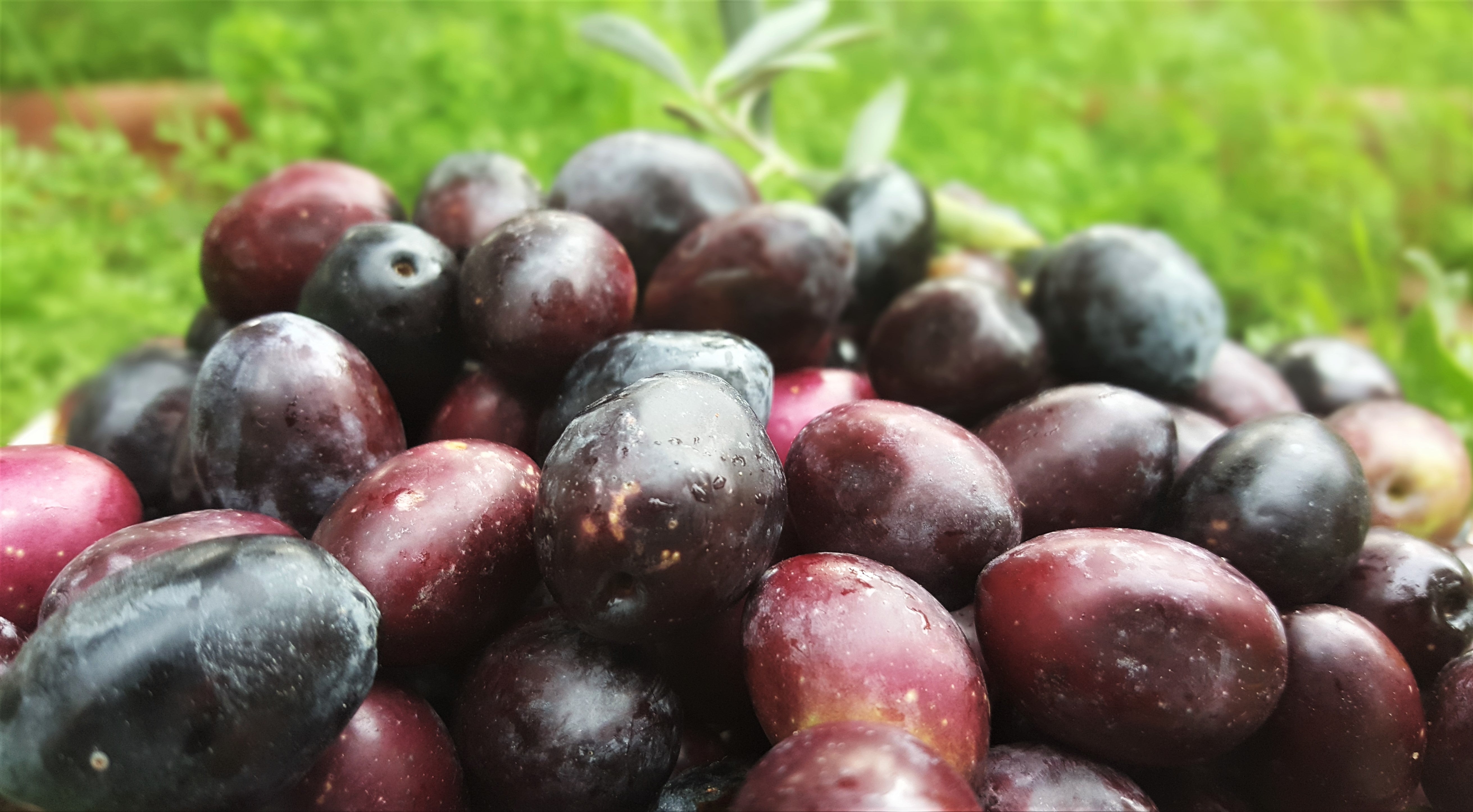 İşlevsel Ormanlar Pazar Yeri