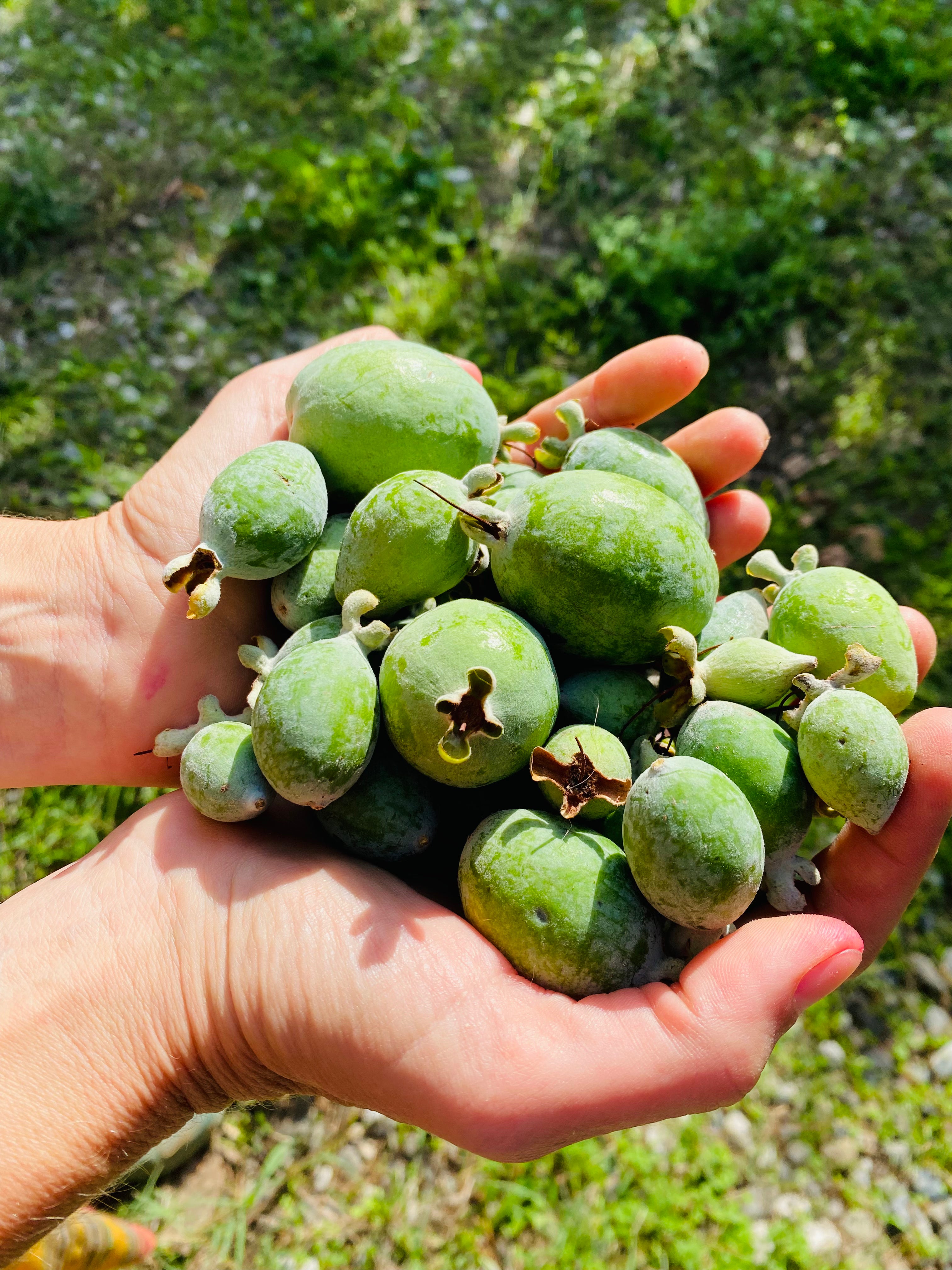 İşlevsel Ormanlar Pazar Yeri