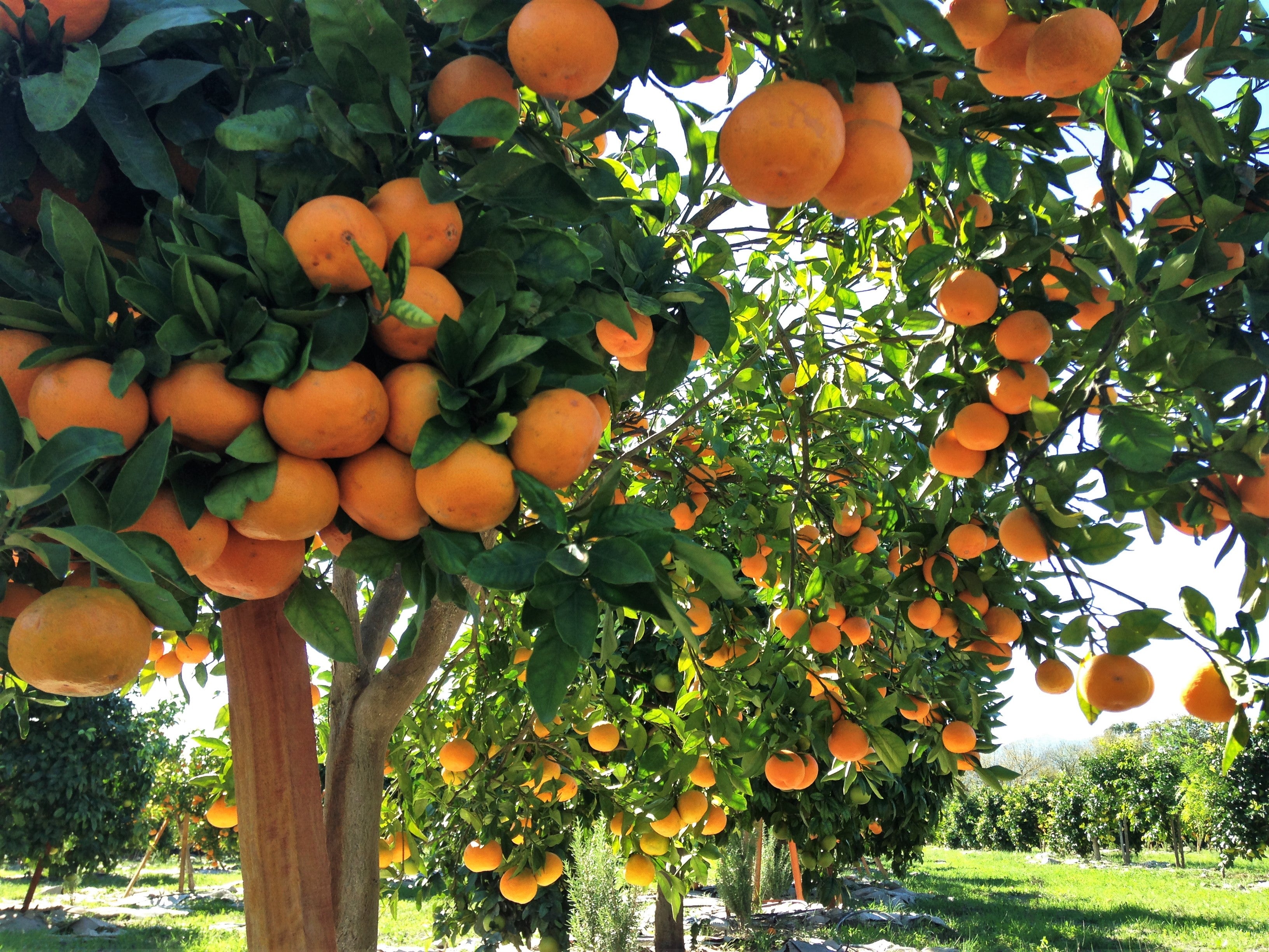 İşlevsel Ormanlar Pazar Yeri