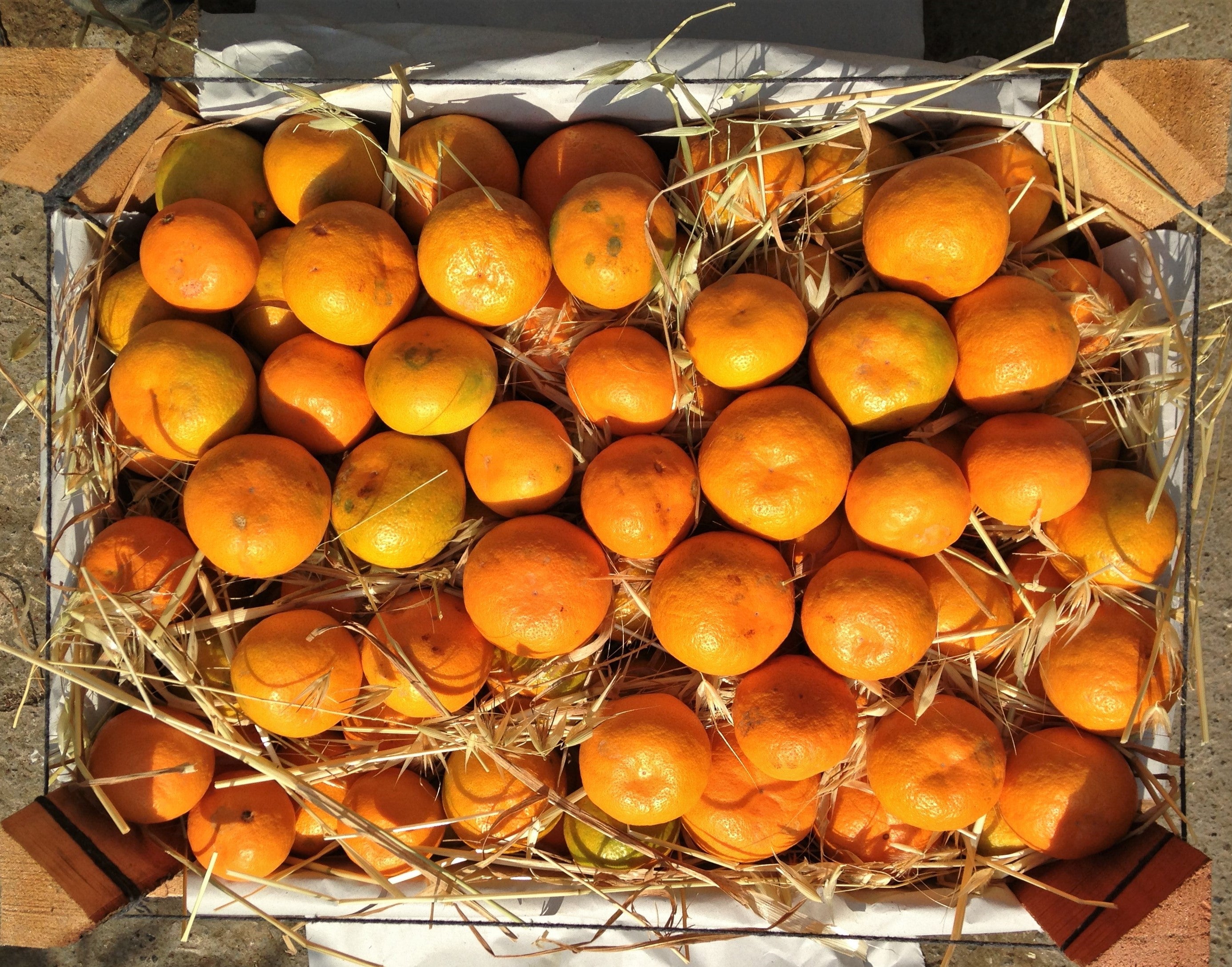 İşlevsel Ormanlar Pazar Yeri